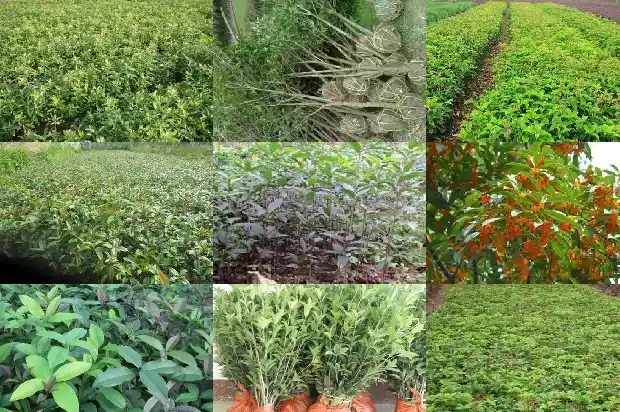 桂花老桩怎么种植1690417858082