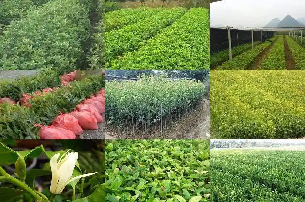 桂花适合什么时候种植最好1688605744915