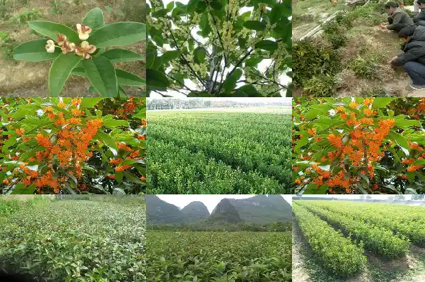 桂花买哪种最好看1684371476968