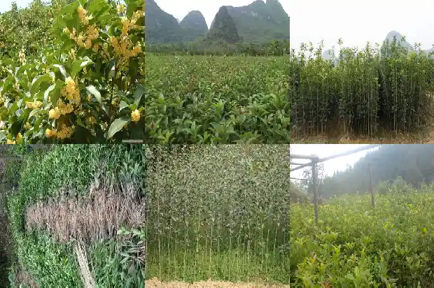 桂花买哪种最好吃1684371486653