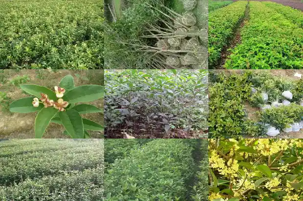 桂花买哪种最好吃1684371486701