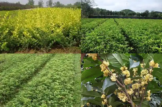 桂花买哪种好1684371494371