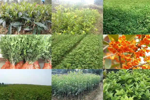 桂花可以买吗1684371513180