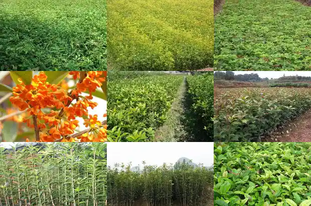 什么样的桂花品种好1684371532084