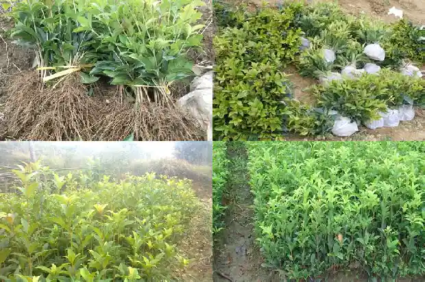 什么样的桂花品种好1684371532179