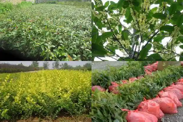 家里买桂花好吗风水好吗1684371544535