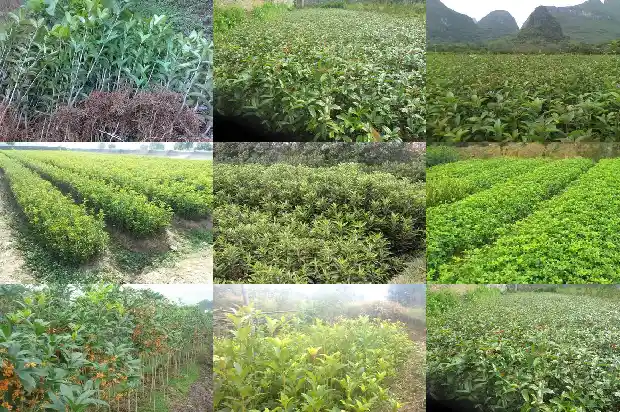 家里那种桂花更好1684371554008
