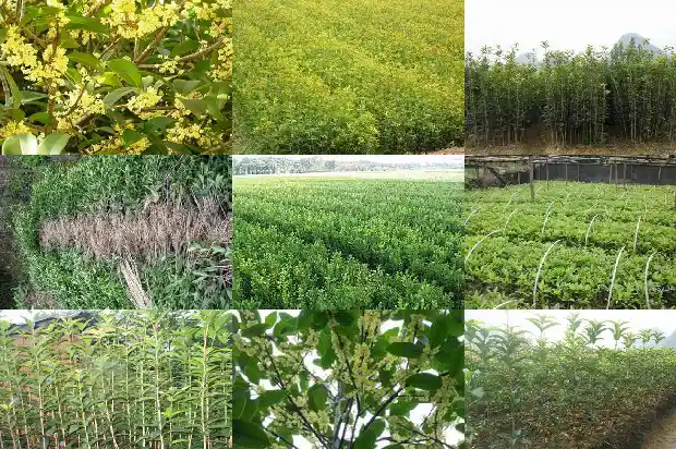 家里那种桂花更好1684371554056