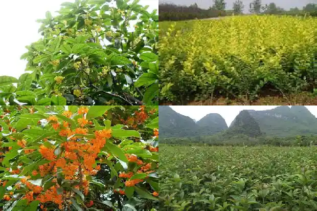 桂花树长多少米高度1684371565717