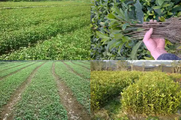 桂花树批发价格贵州桂花树苗批发商1689640064836