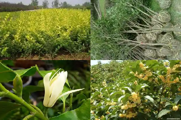 桂花树长多少米高度好1684371577623