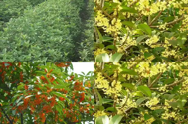 桂花树长多少米以上好1684371585279