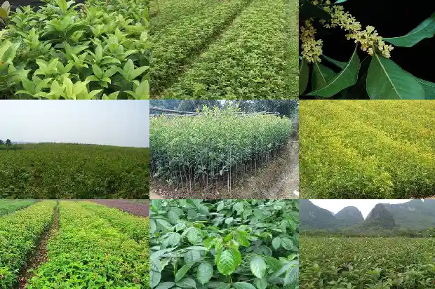 桂花树每年能长多少厘米高1684371596943