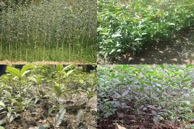 桂花树每年能长多少厘米高1684371597034