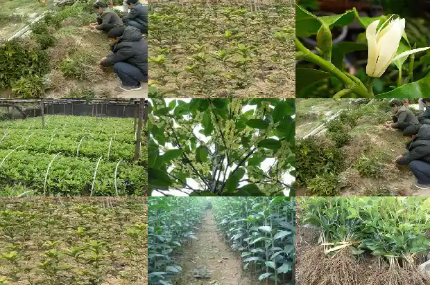 桂花树每年能长多少厘米高1684371597079