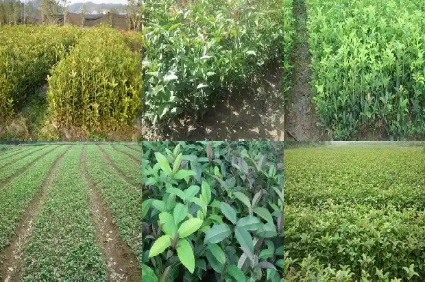 桂花树每年能长多少厘米长1684371608618