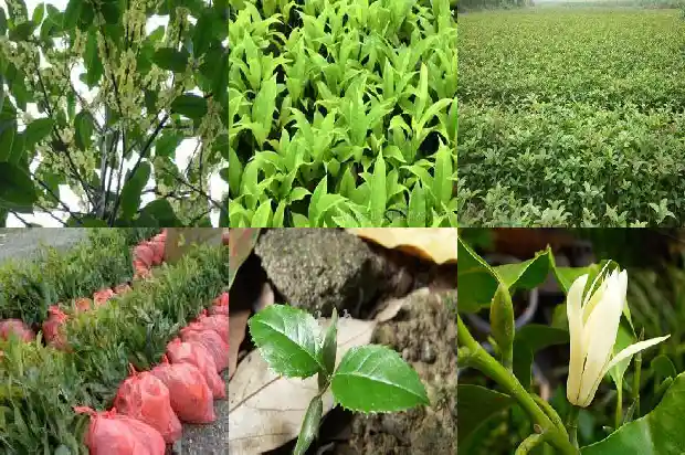 桂花树每年能长多少厘米长1684371608664