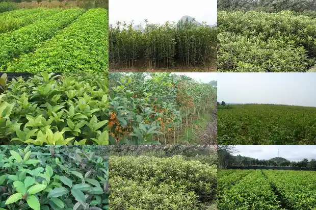 桂花树树干直径多少毫米1684371616286