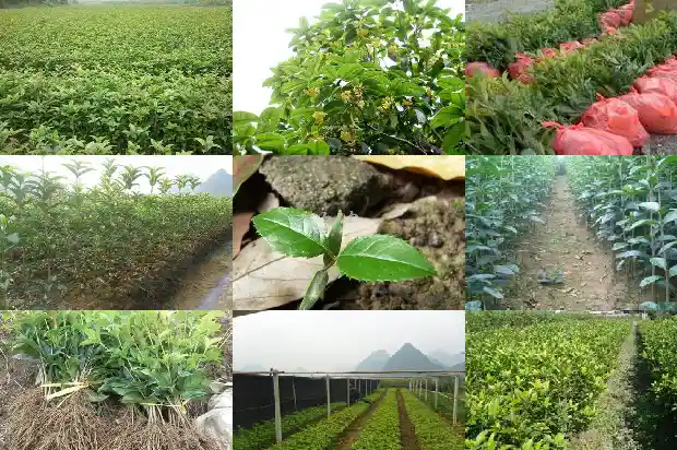 桂花树好样吗怎么养1684371642851