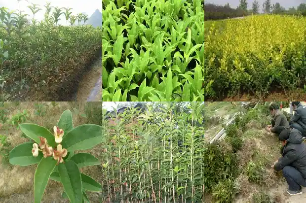 桂花树好样吗怎么养1684371642898