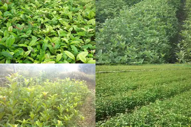 桂花树好样吗怎么养1684371642990