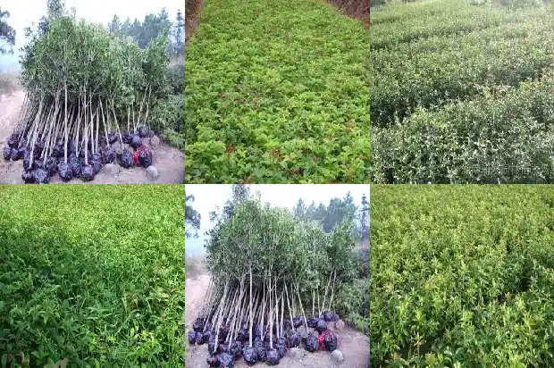 桂花树长得什么样子1684371652708