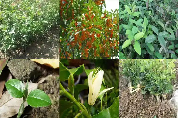 桂花树长什么样写一篇桂花树1684371660333