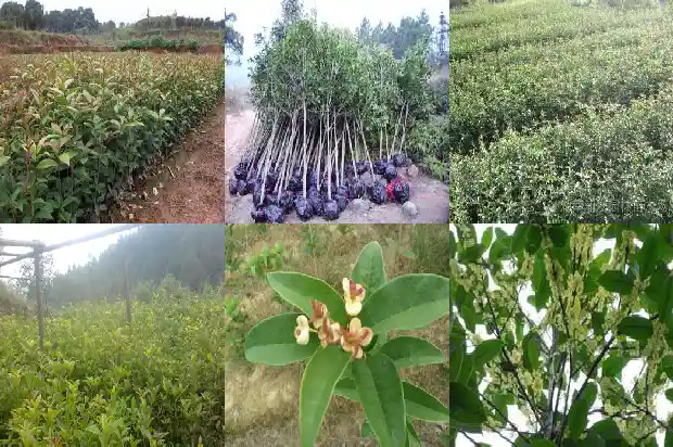 桂花树长什么样写一篇桂花树1684371660380