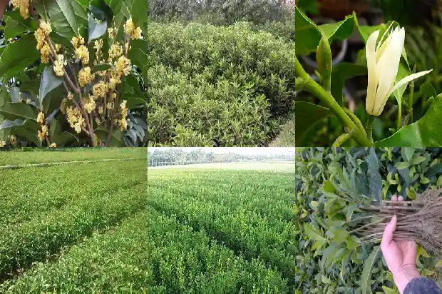 桂花树的样子和特点1684371667806