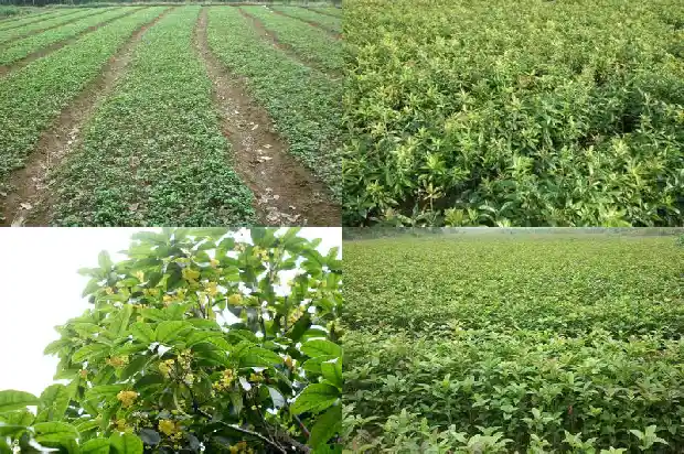 桂花树的样子和特点1684371667854