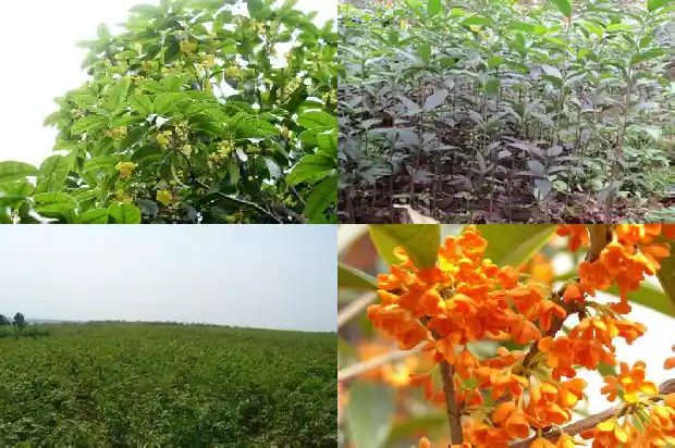 桂花树花的特点的样子1684371675464