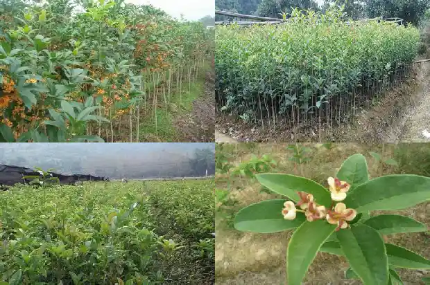 桂花树花的特点的样子1684371675512