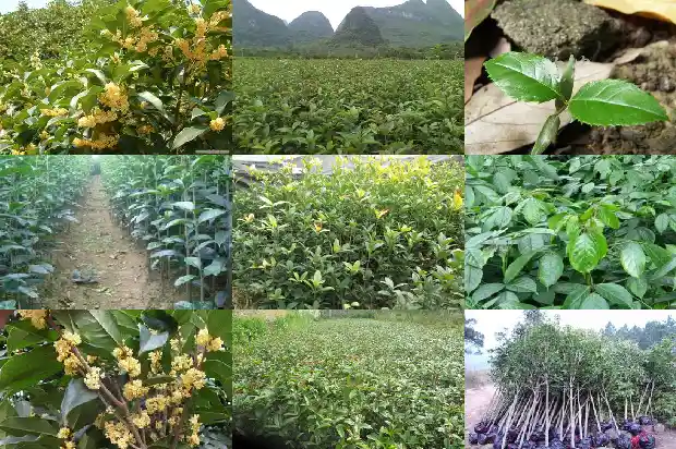 3米高的金桂花树价格多少1689837826782