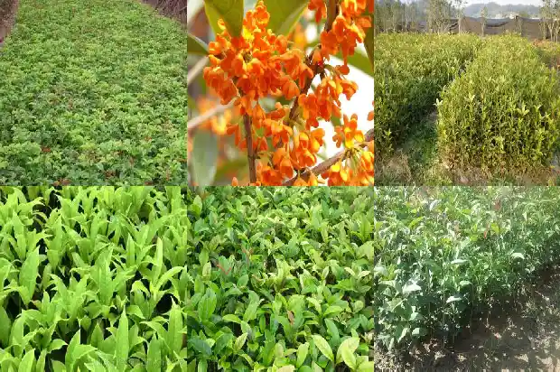 桂花一年开多久花1688861645995