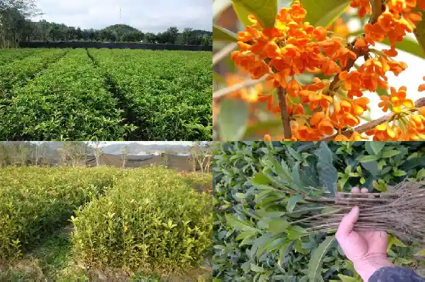 桂花树什么样子的好看又好养活1684371687509