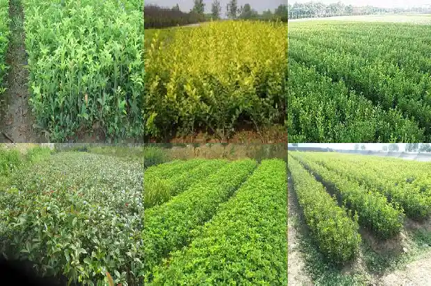 桂花树什么样子的好看又好养呢1684371698924