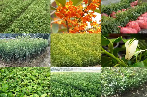 桂花树什么样子的好看又好养呢1684371698971