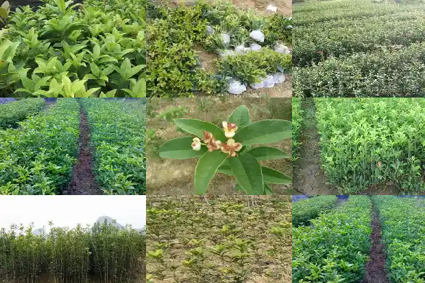 桂花树什么样子的好看又漂亮呢1684371708591
