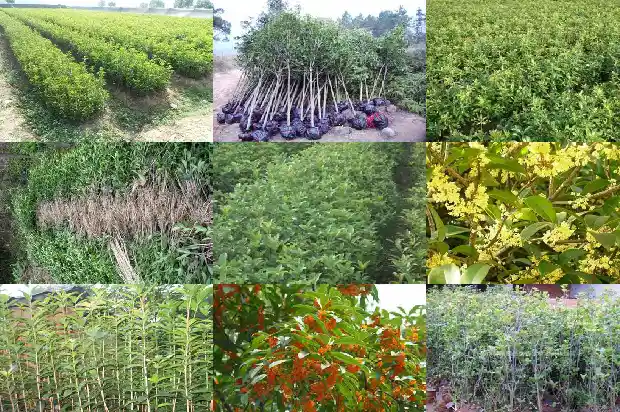 桂花树怎样造型才好看1684371716200