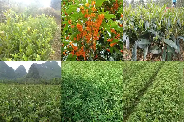桂花树怎样造型才好看1684371716248