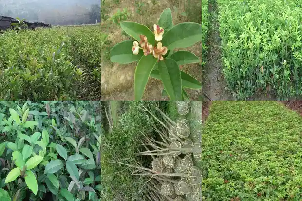 类似桂花香的树1684371725674