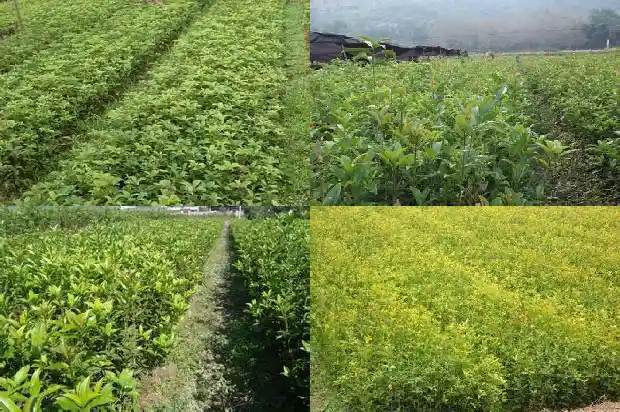 桂花树的样子什么不像什么1684371735482