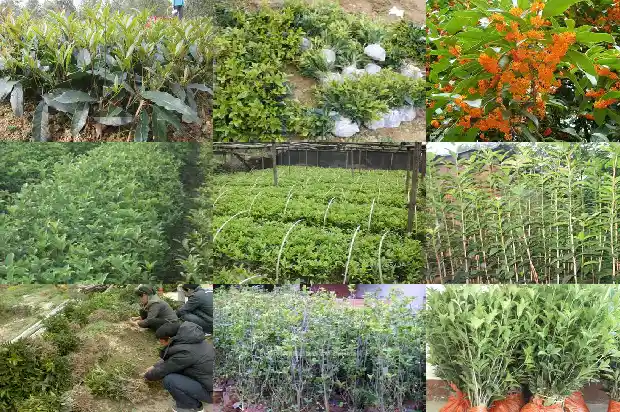 桂花树的样子像什么一样1684371743019
