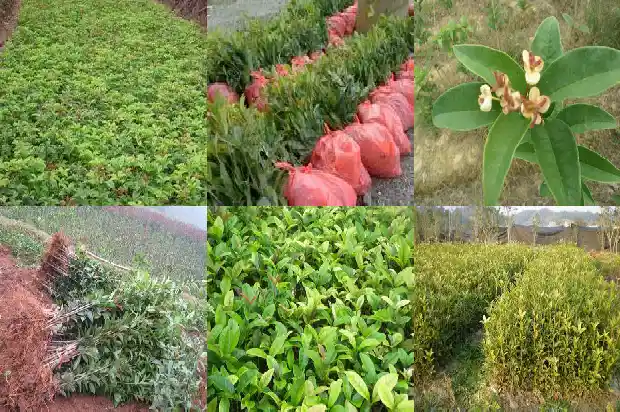 桂花树的样子是什么样的的花是什么花1684371761945