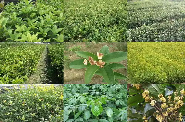 桂花树的样子是什么样的的花是什么花1684371761990