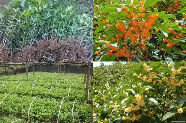 新桂花怎么处理才不会发黑色1689576973569