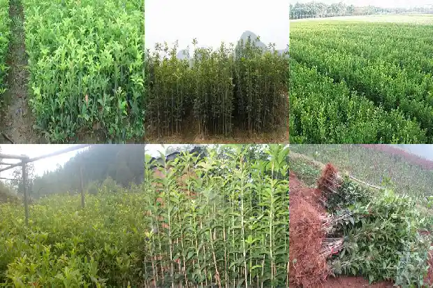桂花树的样子是什么样的的花是什么花1684371762081