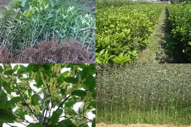 桂花树的样子是什么样的开的花什么样的1684371774333