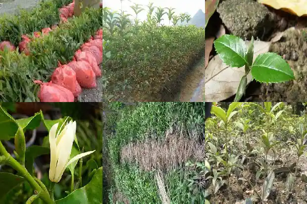 桂花树的样子是什么样的开的花什么样的1684371774379