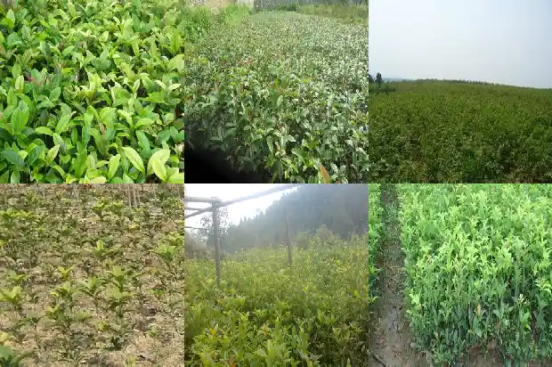 桂花树的样子是什么样的开的花什么样的1684371774424
